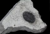 Scarce Greenops Trilobite From New York #37503-1